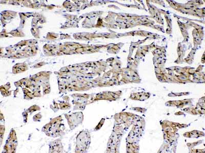 2 - Anti-Laminin Picoband Antibody ABO13015
