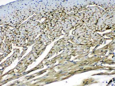 2 - Anti-Laminin Picoband Antibody ABO13015