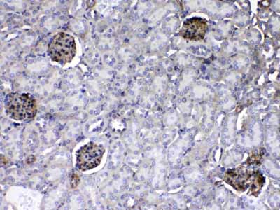 2 - Anti-Laminin Picoband Antibody ABO13015