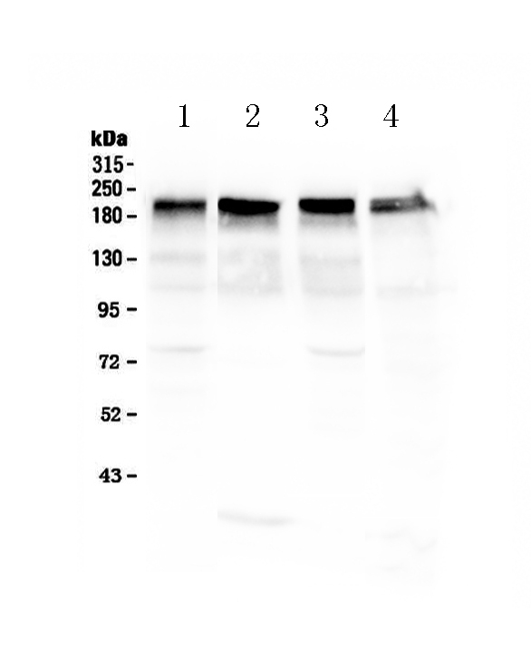 1 - Anti-Laminin Picoband Antibody ABO13015