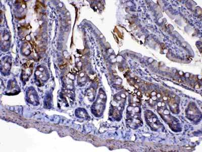 2 - Anti-Cytochrome C Picoband Antibody ABO13017