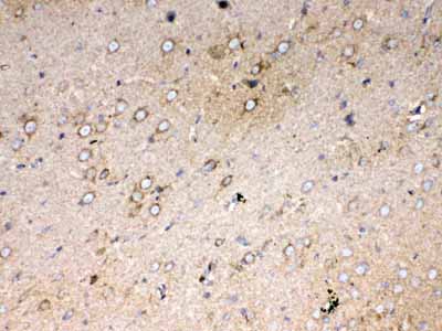 2 - Anti-Cytochrome C Picoband Antibody ABO13017