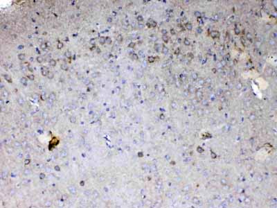 2 - Anti-Cytochrome C Picoband Antibody ABO13017