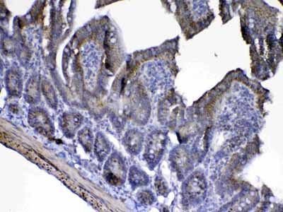 2 - Anti-Cytochrome C Picoband Antibody ABO13017