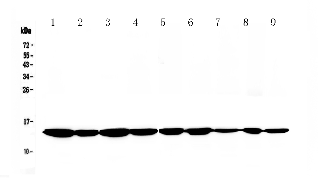 1 - Anti-Cytochrome C Picoband Antibody ABO13017