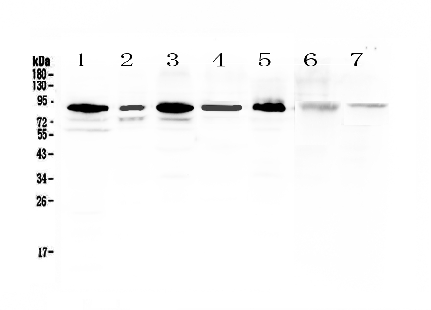 1 - Anti-MED15 Picoband Antibody ABO13018