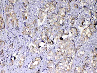 2 - Anti-MMP10 Picoband Antibody ABO13020