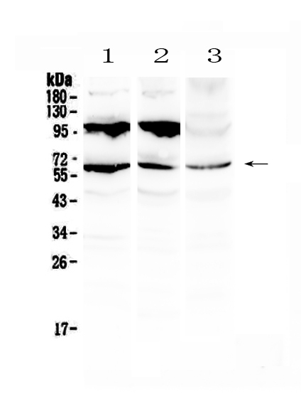 1 - Anti-Perilipin A Picoband Antibody ABO13022