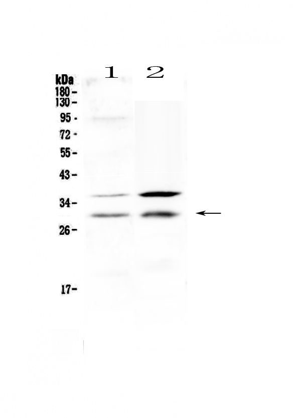 1 - Anti-HOXA5 Picoband Antibody ABO13023