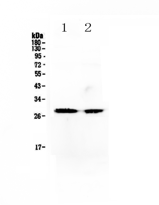 1 - Anti-Myf5 Picoband Antibody ABO13024