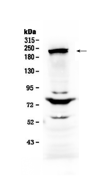 1 - Anti-CHD2 Antibody ABO13026