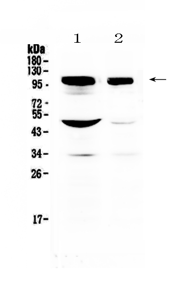 1 - Anti-SAP102 Picoband Antibody ABO13027