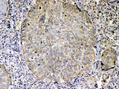 2 - Anti-TNFSF18 Picoband Antibody ABO13029