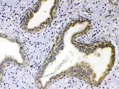2 - Anti-TNFSF18 Picoband Antibody ABO13029