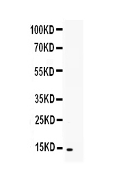 1 - Anti-TNFSF18 Picoband Antibody ABO13029