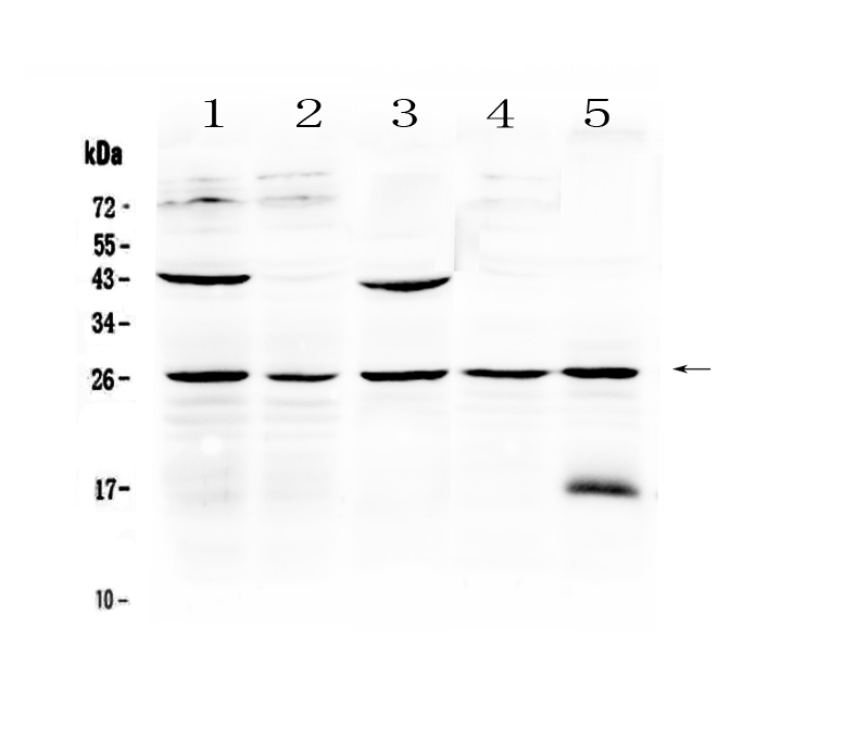 1 - Anti-Noggin Picoband Antibody ABO13030