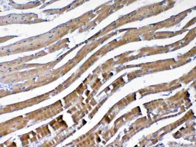 2 - Anti-VEGFB Picoband Antibody ABO13032