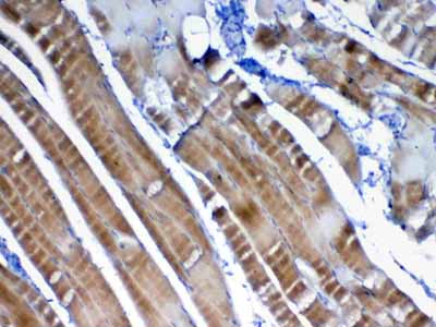 2 - Anti-VEGFB Picoband Antibody ABO13032