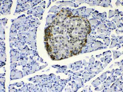 2 - Anti-COPE Picoband Antibody ABO13033