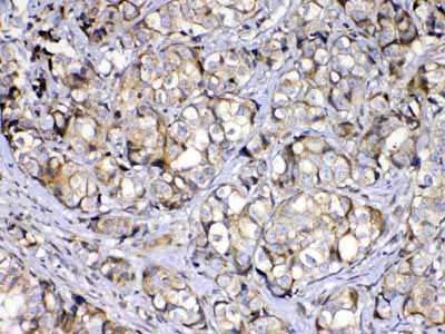 2 - Anti-COPE Picoband Antibody ABO13033