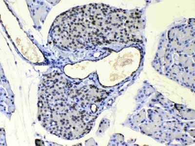2 - Anti-COPE Picoband Antibody ABO13033