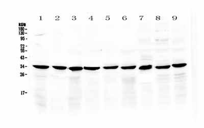 1 - Anti-COPE Picoband Antibody ABO13033