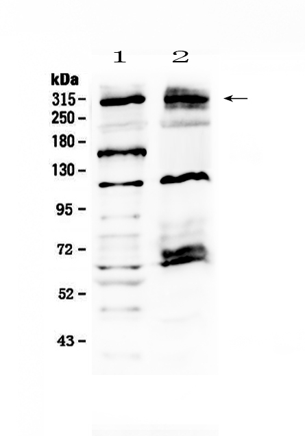 1 - Anti-MED13 Picoband Antibody ABO13034