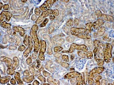 2 - Anti-FZD3 antibody ABO13035
