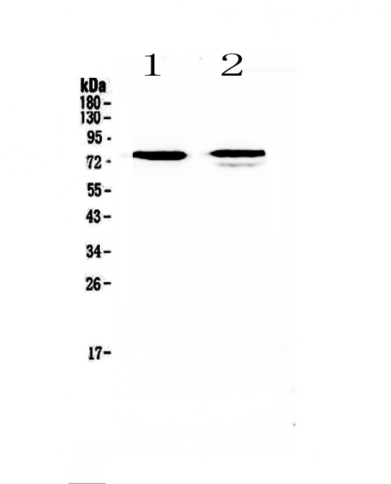 1 - Anti-FZD3 antibody ABO13035