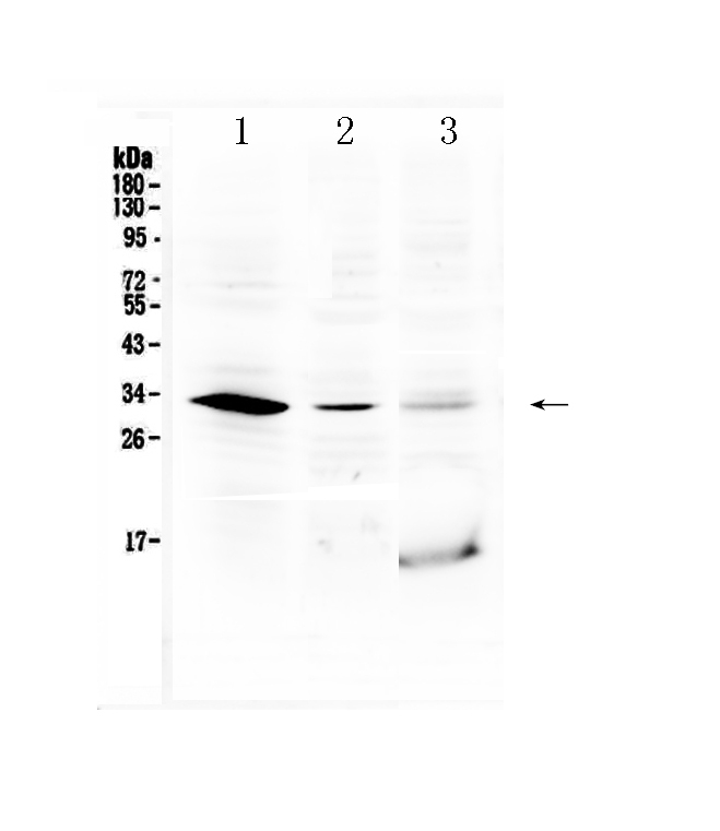 1 - Anti-HOXB1 Picoband Antibody ABO13036