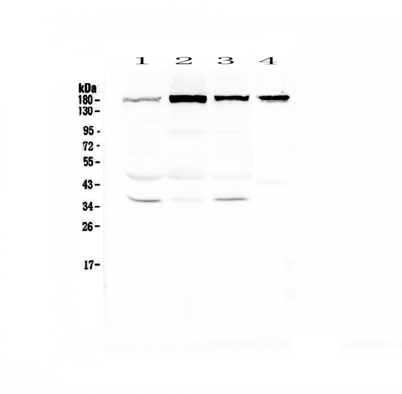1 - Anti-IQGAP2 Picoband Antibody ABO13037