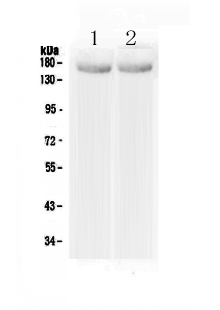 1 - Anti-MED14 Picoband Antibody ABO13038