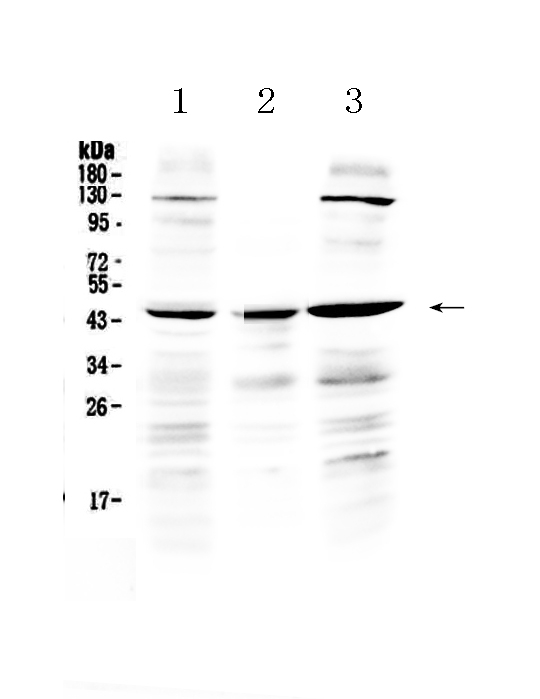1 - Anti-PREB Picoband Antibody ABO13039