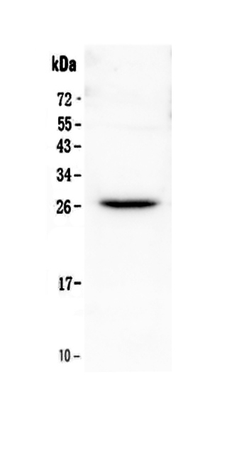 1 - Anti-Flt3 ligand Picoband Antibody ABO13040