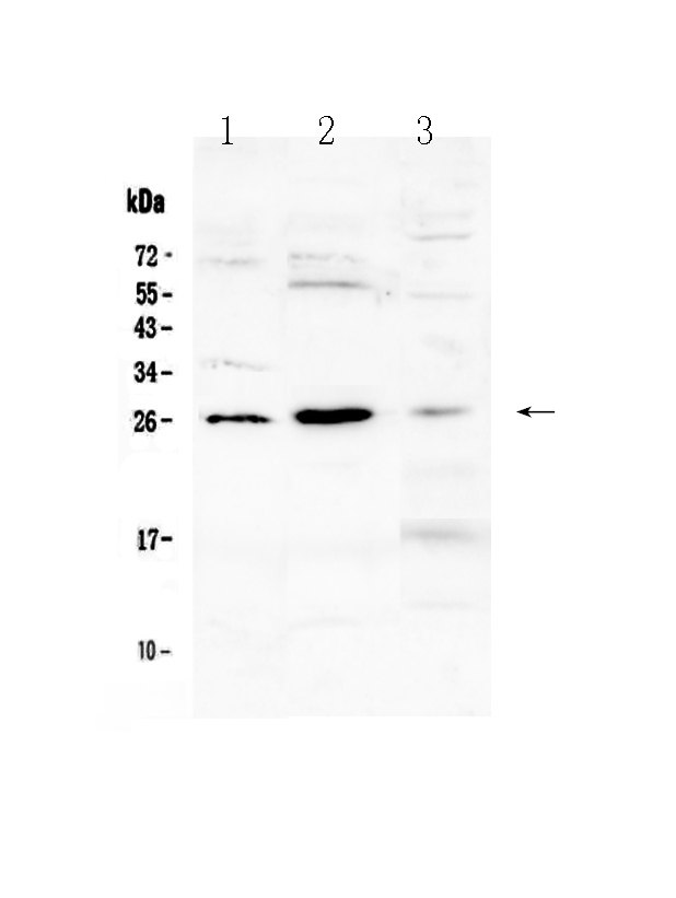 1 - Anti-Flt3 ligand Picoband Antibody ABO13041