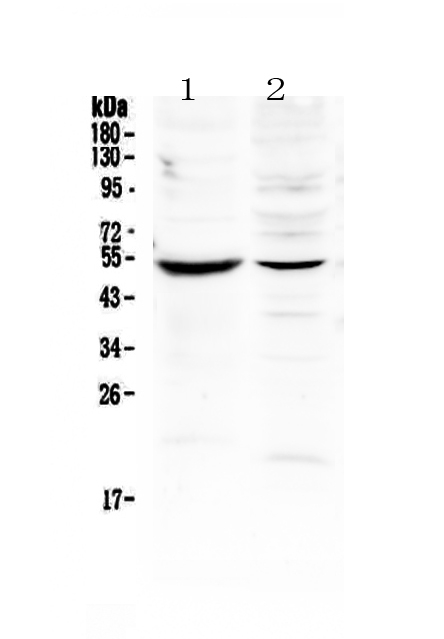 1 - Anti-MMP16 Picoband Antibody ABO13043