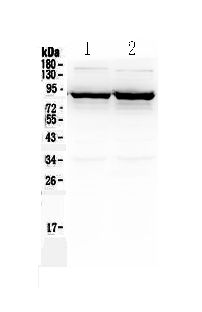 1 - Anti-SLC6A1 Antibody ABO13044