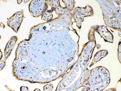 2 - Anti-TSPAN12 Picoband Antibody ABO13046