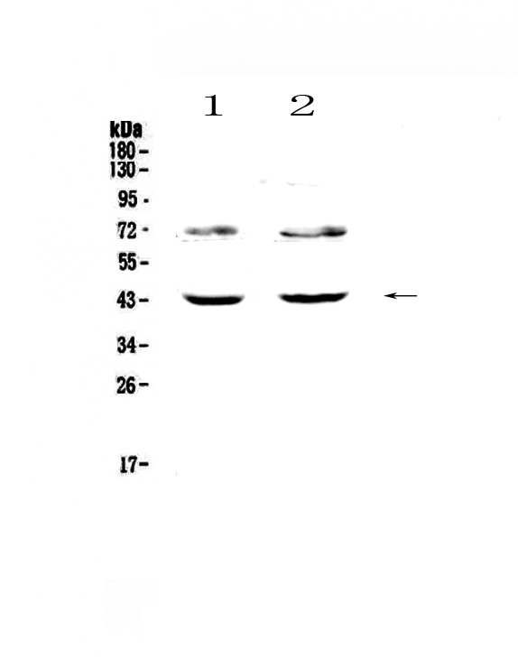 1 - Anti-TSPAN12 Picoband Antibody ABO13046