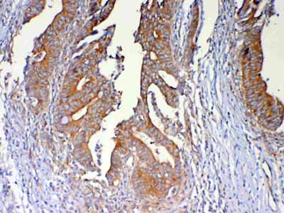 2 - Anti-DYNLT1 Picoband Antibody ABO13047