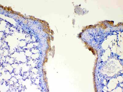 2 - Anti-DYNLT1 Picoband Antibody ABO13047