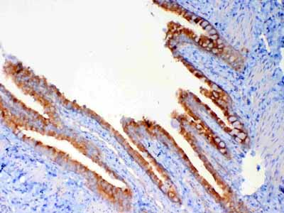 2 - Anti-DYNLT1 Picoband Antibody ABO13047