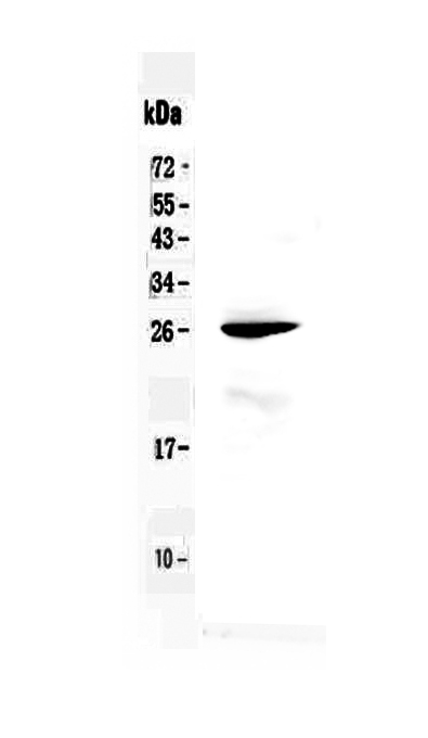 1 - Anti-RND1 Picoband Antibody ABO13051