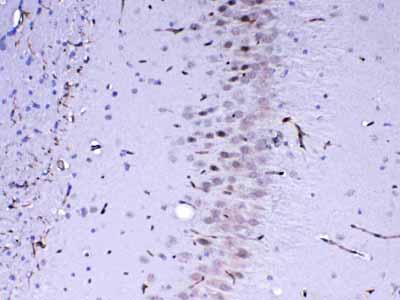 2 - Anti-MED4 Picoband Antibody ABO13053