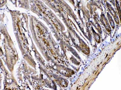 2 - Anti-MED4 Picoband Antibody ABO13053