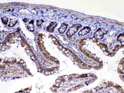 2 - Anti-MED4 Picoband Antibody ABO13053