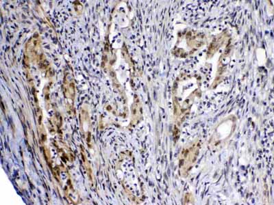 2 - Anti-MED4 Picoband Antibody ABO13053