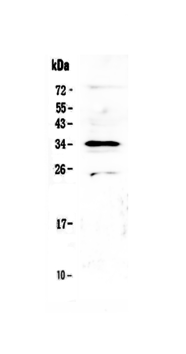 1 - Anti-MED4 Picoband Antibody ABO13053