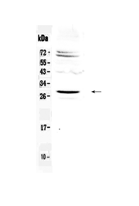 1 - Anti-SIX6 Picoband Antibody ABO13054