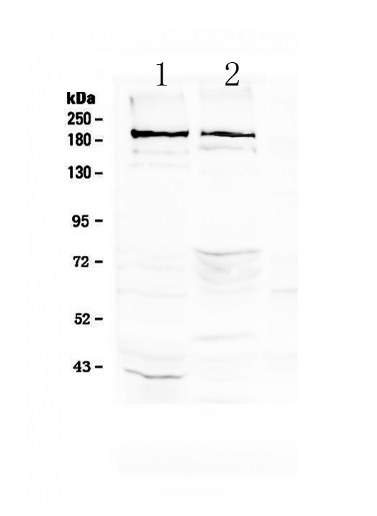 1 - Anti-Neurocan Picoband Antibody ABO13055